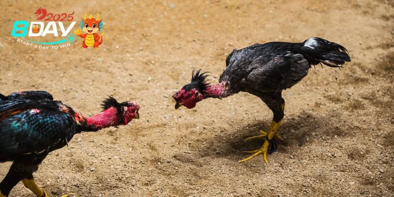 Mẹo Chơi Đá Gà Thomo Từ Cơ Bản Đến Nâng Cao Chi Tiết Đôi nét thông tin về mẹo chơi đá gà Thomo