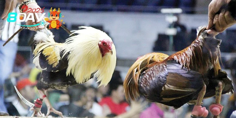Thuật Ngữ Đá Gà