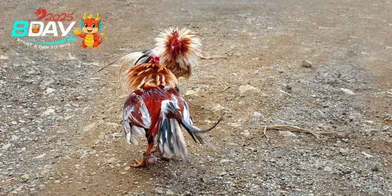 Mẹo Chơi Đá Gà Thomo